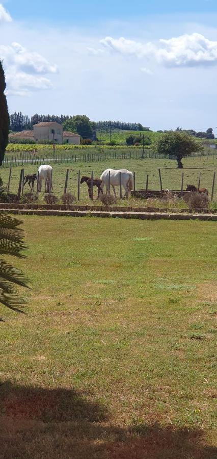 Les Bonbonnettes Bed & Breakfast Le Cailar Dış mekan fotoğraf
